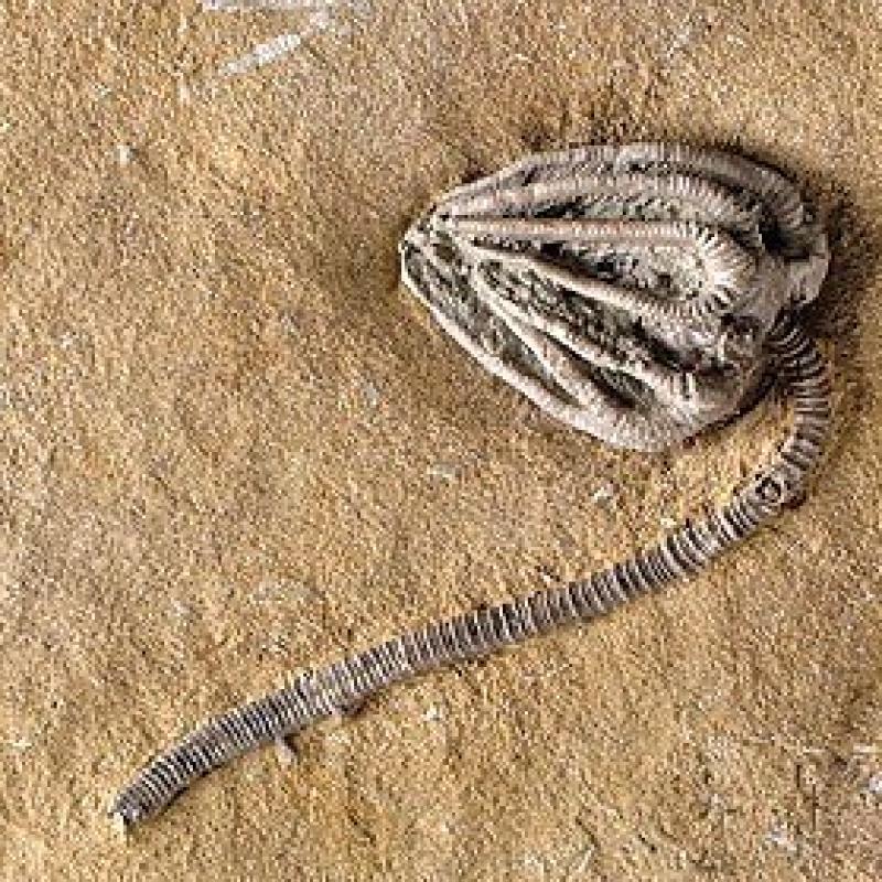 Collier en lys de mer fossilisé et or jaune 18kt